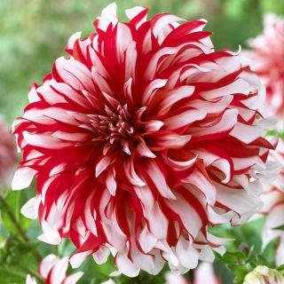 DAHLIA DECORATIVE Penny Lane