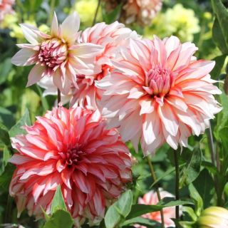 DAHLIA DECORATIVE Penny Lane