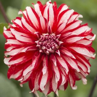 DAHLIA DECORATIVE Penny Lane