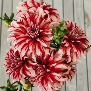 DAHLIA DECORATIVE Penny Lane