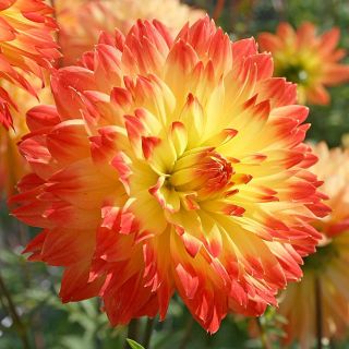 DAHLIA DECORATIVE Procyon