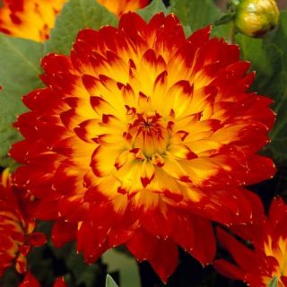 DAHLIA DECORATIVE Procyon