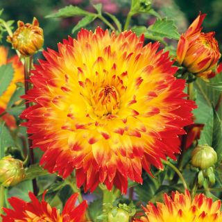 DAHLIA DECORATIVE Procyon