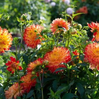 DAHLIA DECORATIVE Procyon