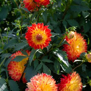 DAHLIA DECORATIVE Procyon