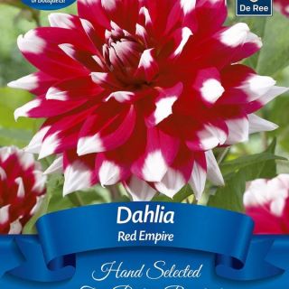 DAHLIA Едроцветна RED EMPIRE