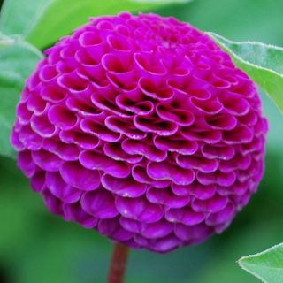 DAHLIA Pompon Rocco