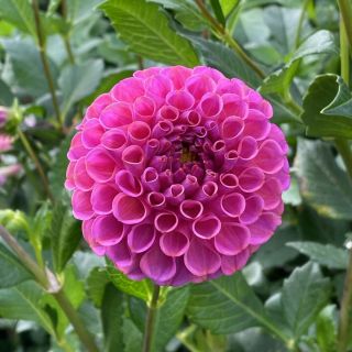 DAHLIA Pompon Rocco