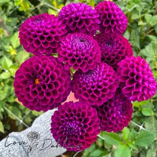 DAHLIA Pompon Rocco