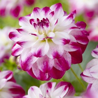 DAHLIA DECORATIVE Saint Martin