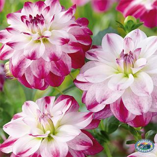 DAHLIA DECORATIVE Saint Martin