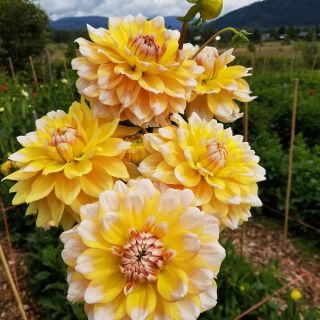 DAHLIA PARK САКСИЙНА Seattle