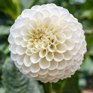 DAHLIA Pompon Snowflake