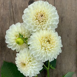 DAHLIA Pompon Snowflake