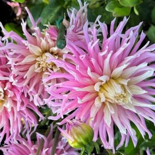 DAHLIA Cactus Stars Favourite