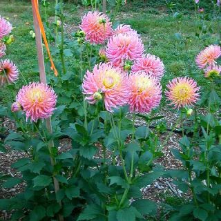 DAHLIA Cactus Stars Favourite