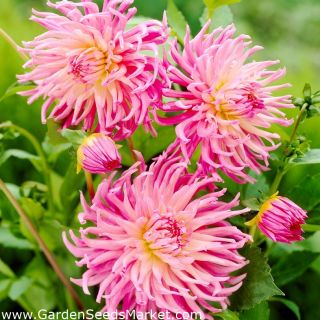 DAHLIA Cactus Stars Favourite