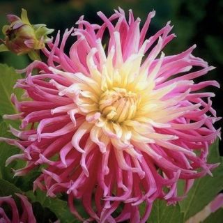 DAHLIA Cactus Stars Favourite