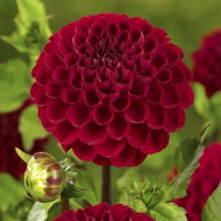 DAHLIA Pompon Viking