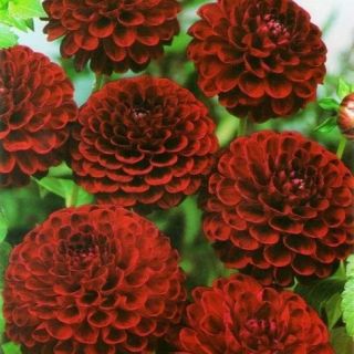 DAHLIA Pompon Viking