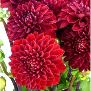 DAHLIA Pompon Viking