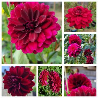 DAHLIA DECORATIVE Voo Doo