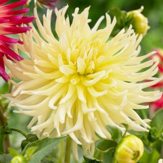 DAHLIA Cactus Yellow Star