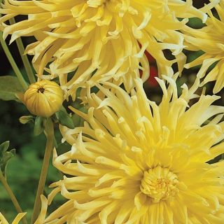 DAHLIA Cactus Yellow Star