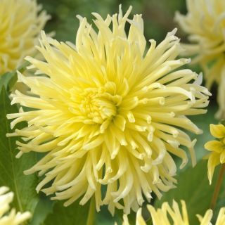 DAHLIA Cactus Yellow Star