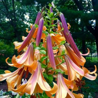 Lilium Trumpet African Queen-1бр.