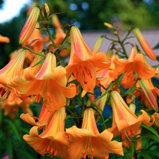 Lilium Trumpet African Queen-1бр.