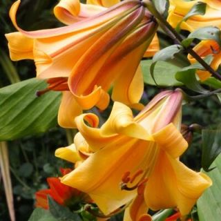 Lilium Trumpet African Queen-1бр.