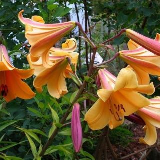 Lilium Trumpet African Queen-1бр.