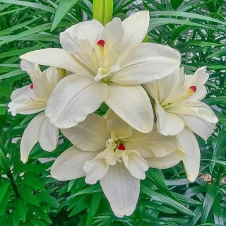 Lilium DOUBLE Annemarias Dream