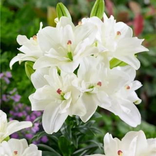 Lilium DOUBLE Annemarias Dream