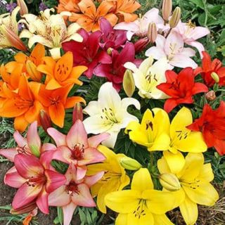 Lilium ASIATIC Mix-6бр.