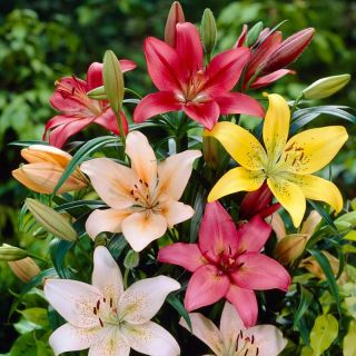 Lilium ASIATIC Mix-6бр.