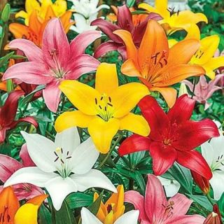 Lilium ASIATIC Mix-6бр.