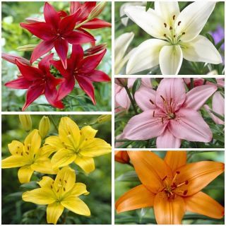 Lilium ASIATIC Mix-6бр.