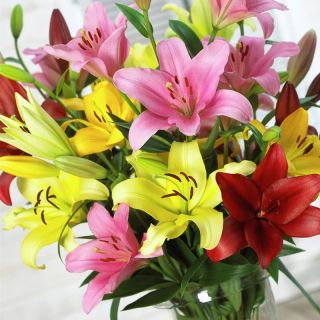 Lilium ASIATIC Mix-20бр.