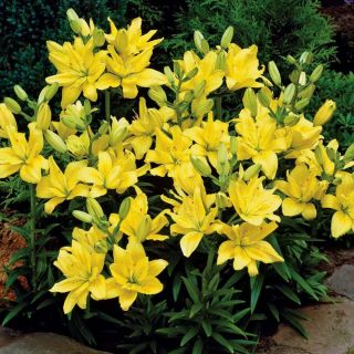 Lilium DOUBLE Fata Morgana