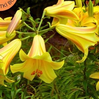 Lilium Trumpet Golden Splendour-1бр.