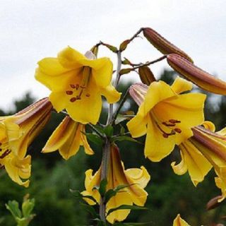 Lilium Trumpet Golden Splendour-1бр.