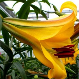 Lilium Trumpet Golden Splendour-1бр.