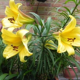 Lilium Trumpet Golden Splendour-1бр.