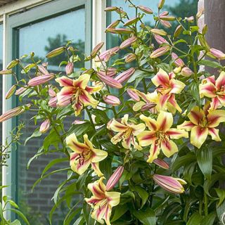 Lilium ДЪРВОВИДЕН YELLOW-RED -Lavon