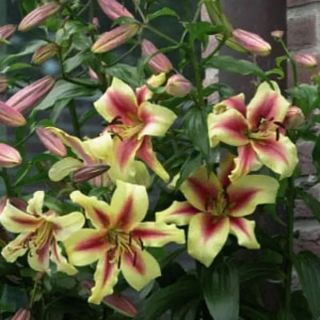 Lilium ДЪРВОВИДЕН YELLOW-RED -Lavon