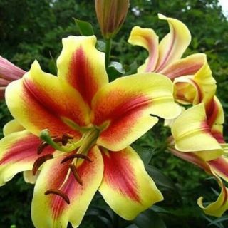 Lilium ДЪРВОВИДЕН YELLOW-RED -Lavon