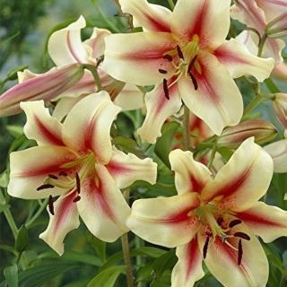 Lilium ДЪРВОВИДЕН YELLOW-RED -Lavon