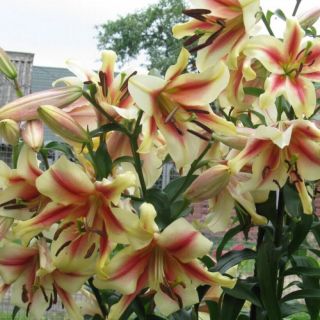 Lilium ДЪРВОВИДЕН YELLOW-RED -Lavon